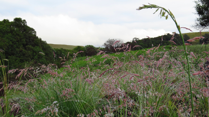 Damp grass in the Dargle Nature Reserve